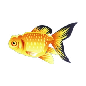 Crown Pearlscale Goldfish